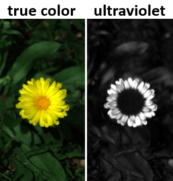 Hyperspectral data of a calendula flower using a PIka UV hyperspectral camera.
